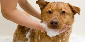 a brown dog bathing