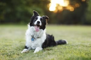 a happy black white dog